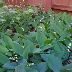 OnlinePlantCenter 1 qt. Lily of the Valley Plant C413CL