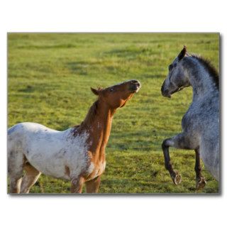 Horses in pasture near Polson, Montana Post Cards