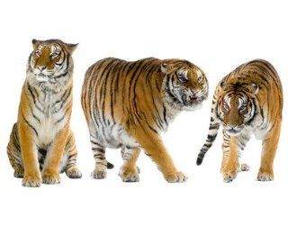 WTD 41863 Wandtattoo mehrfarbig Nummer 166 Tiger Set I 133 x 73 cm: Küche & Haushalt