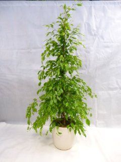 Ficus benjamini "Golden King" 150 cm / Zimmerpflanze: Garten