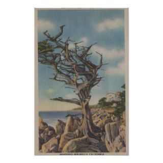 Monterey, CA   Old Witch Tree on 17 Mile Poster