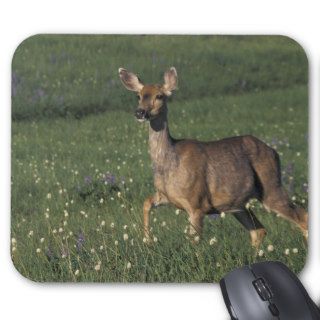 NA, USA, Washington, Olympic NP, Mule deer doe 2 Mouse Pads