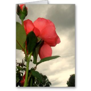 Orange Rose and Stormy Sky Card