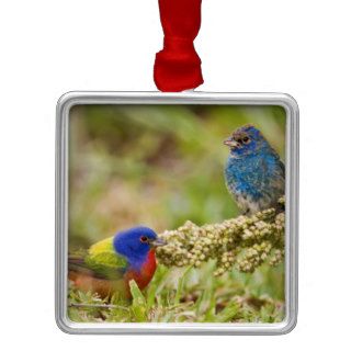 Painted Bunting Passerina citria) adult male 2 Christmas Tree Ornaments