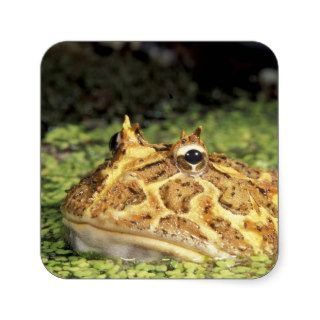 NA, USA, Florida, Miami.  Brazilian horned frog Square Stickers