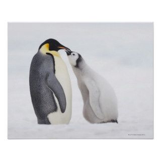 Emperor penguin (Aptenodytes forsteri), chick Posters