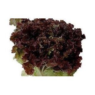 Todd's Seeds   Ruby Leaf Lettuce Seed   2g Seed Packet : Vegetable Plants : Patio, Lawn & Garden