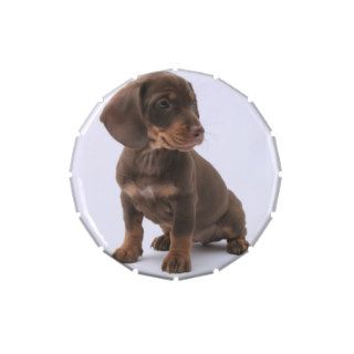 Dachshund Puppy Jelly Belly Candy Tins