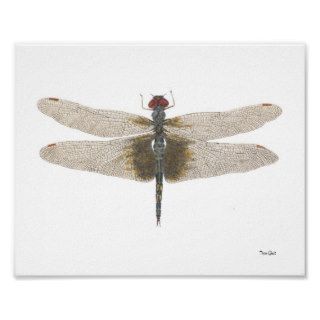 Male Black Saddl Dragonfly Watercolor Print