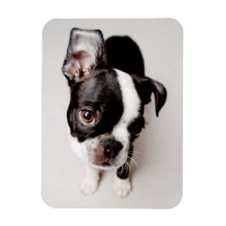 Edison Boston Terrier puppy. Rectangle Magnets