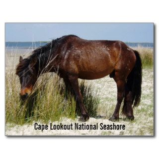 Shackleford Bank WIld Horse Postcard