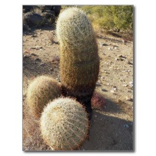 Neat Looking Barrel Cacti Found In Congress Post Cards