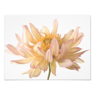 Peach, Pink, White, & Cream Dahlia Background Art Photo