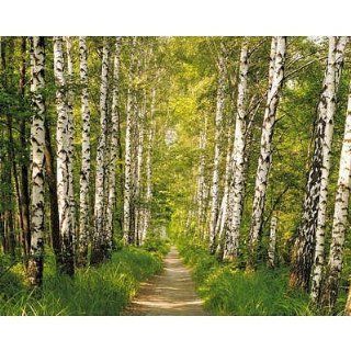 (100x145) Birch Tree Forest Path Wall Mural   Prints