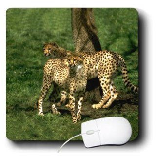 mp_643_1 Wild animals   Cheetah   Mouse Pads: Computers & Accessories