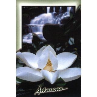 Alabama To Idaho Souvenirs Arkansas Postcard 12164 Arkansas Magnolia (Pack Of 750) Pack Of 750 Pcs : Tweezers : Beauty