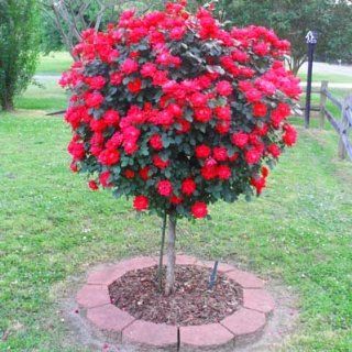 2 3 ft.   Knockout Rose Tree : Shrub Plants : Patio, Lawn & Garden