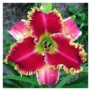 Startle Daylily   Hemerocallis   Tetraploid   New : Day Lily Plants : Patio, Lawn & Garden