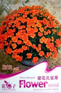 Each Pack 50 Seed Garden Flower Patula Tagetes French Marigold Seeds A021 By Crazy Seed : Flowering Plants : Patio, Lawn & Garden