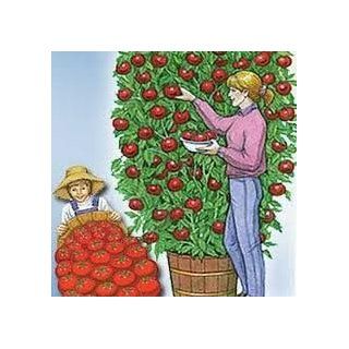 Hinterland Trading Rare Italian Tomato Tree  Grows up to 25 Feet Tall Trip  L Crop 30 Seeds : Vegetable Plants : Patio, Lawn & Garden