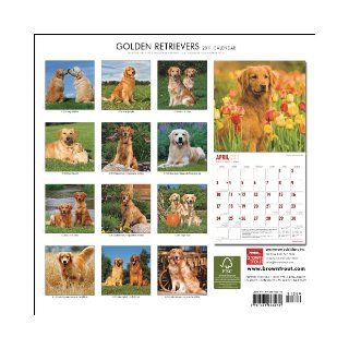 Golden Retrievers 2011 Square 12X12 Wall Calendar: BrownTrout Publishers Inc: 9781421663272: Books