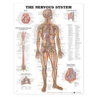 The Nervous System Anatomical Chart Laminated: Industrial & Scientific