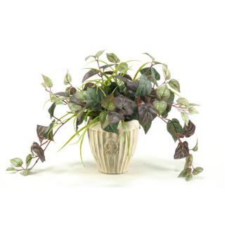 Oxalis Ivy in Ceramic Vase