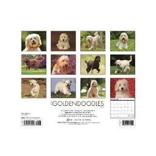 Goldendoodles 2013 Wall Calendar: Willow Creek Press: 9781607555698: Books