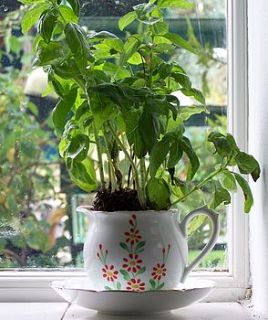 vintage window planter: bell red flowers by the vintage tea cup