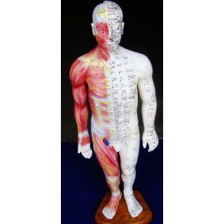 Model Anatomy Professional Medical Acupuncture Muscle Male 55cm 22" IT 119 ANGELUS: Industrial & Scientific