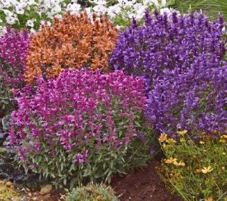 Cottage Farms 6 pc Humdinger Fragrant Nectar Agastache Collection —