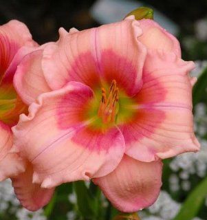 Janice Brown Daylily   Hemerocallis   Pale Pink & Potted   One Gallon Pot  Flowering Plants  Patio, Lawn & Garden