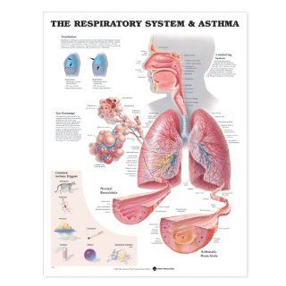 The Respiratory System Anatomical Chart (9781587790546): Anatomical Chart Company: Books