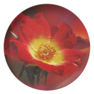 Pretty red and yellow rose dinner plate