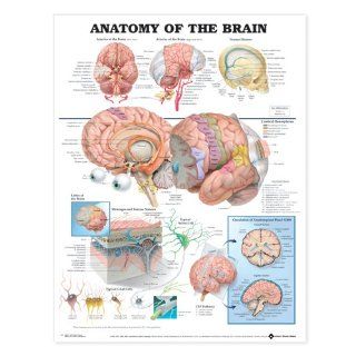 Anatomy of the Brain Anatomical Chart Laminated: Industrial & Scientific