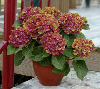 Cottage Farms 3 Piece Reblooming Pistachio Hydrangea —