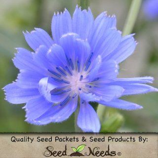 500 Flower Seeds, Chicory "Italian Dandelion" (Cichorium intybus) Seeds by Seed Needs : Vegetable Plants : Patio, Lawn & Garden