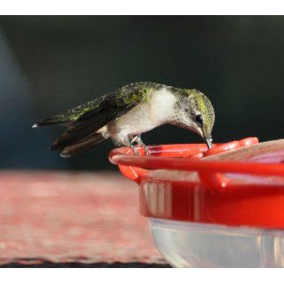 Aspects HummZinger HighView 12 oz Hanging Hummingbird Feeder : Wild Bird Feeders : Patio, Lawn & Garden