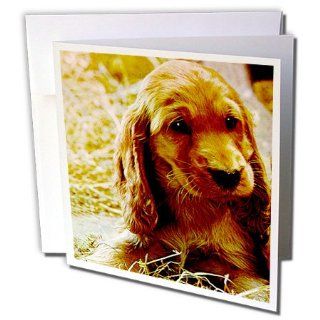 gc_486_1 Dogs Irish Setter   Irish Setter Puppy   Greeting Cards 6 Greeting Cards with envelopes : Blank Greeting Cards : Office Products