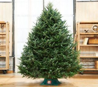 Del. Week 12/2 Plow & Hearth Fresh Cut 7.5 Frasier Fir Christmas Tree —