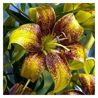Honey Bee Tango Lily 3 Bulbs  Yellow & Black!: Patio, Lawn & Garden