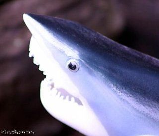 Taxidermy Quality 20" Fiberglass Mako Shark Wall Mount : Hunting Trophy Mounts : Sports & Outdoors