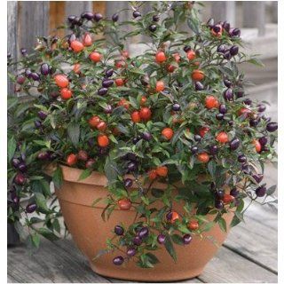 Seeds and Things Heirloom Ornamental Pepper Pretty in Purple 15 + Seeds Per Packet : Potato Plants : Patio, Lawn & Garden