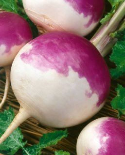 Purple Top White Globe Turnip (Brassica rapa) Seeds   Brassica Rapa   0.5 Grams   Approx 200 Gardening Seeds   Vegetable Garden Seed   Turnip Plants
