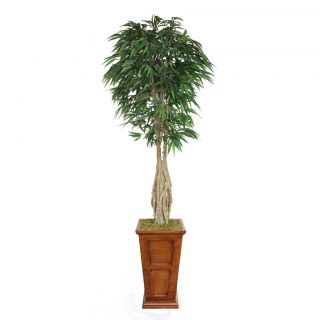 Laura Ashley 84 Tall Willow Ficus With Multiple Trunks In 16 Fiberstone Planter