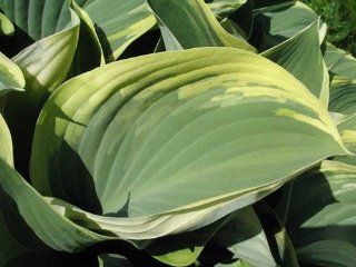 Regal Splendor Hosta Heat  Shaped Gray Green Leaves!   Gallon Pot : Hosta Plants : Patio, Lawn & Garden