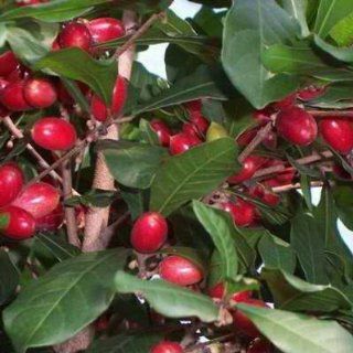 9GreenBox   Rare Miracle Fruit Make Sour Foods Becomes Sweet Live Plant : Patio, Lawn & Garden