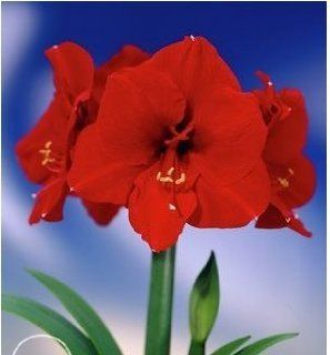 Individually Wrapped for Christmas Gift Giving ~Amaryllis ~ Set of 2 Flowers ~ Red Lion : Fresh Flowers And Live Indoor Plants : Grocery & Gourmet Food
