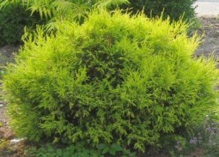 Sun Gold Cypress Plant   Chamaecyparis   Evergreen Shrub   4" Pot : Patio, Lawn & Garden
