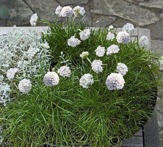 'Morning Star White' Sea Thrift Perennial   8 Plants   Armeria maritima : Flowering Plants : Patio, Lawn & Garden